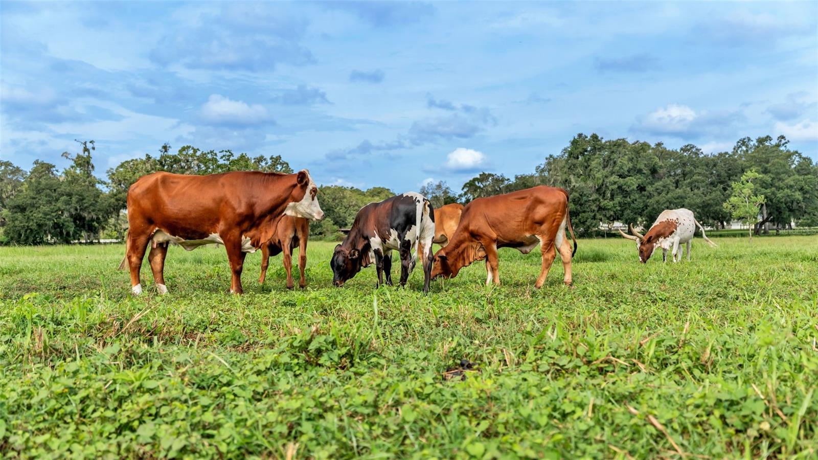 Image 28 of 41 For 1305 Cherry Lane