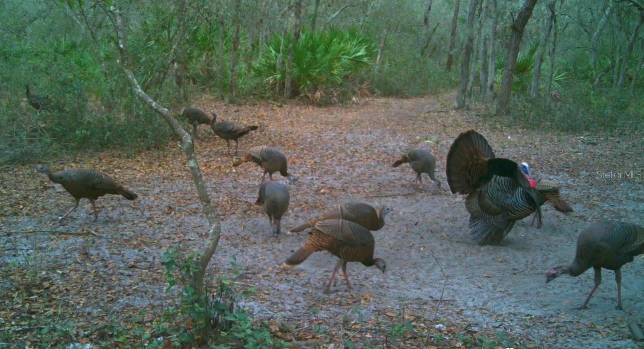 Image 49 of 56 For 4125 Tiger Creek Trl