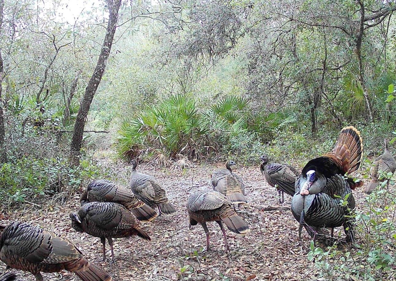 Image 50 of 56 For 4125 Tiger Creek Trl