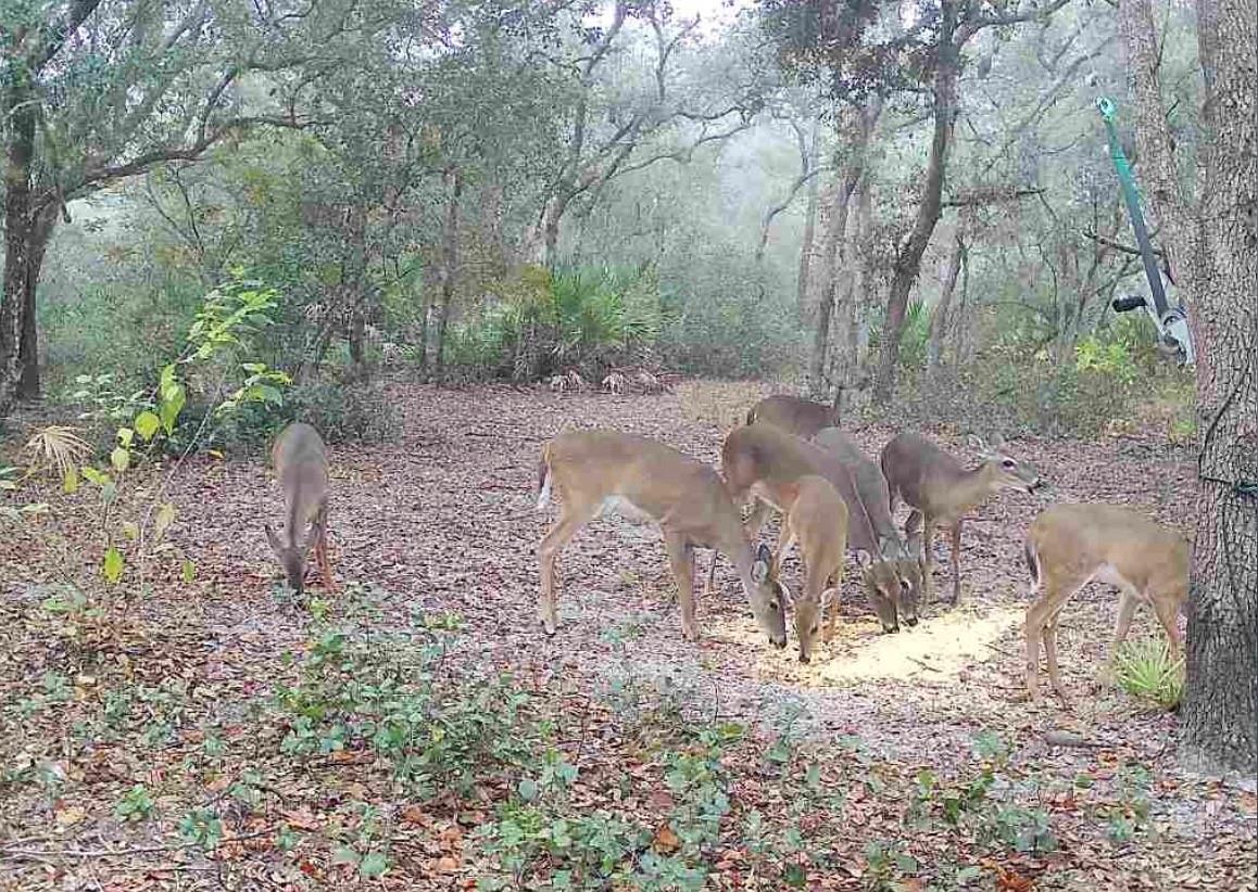 Image 51 of 56 For 4125 Tiger Creek Trl