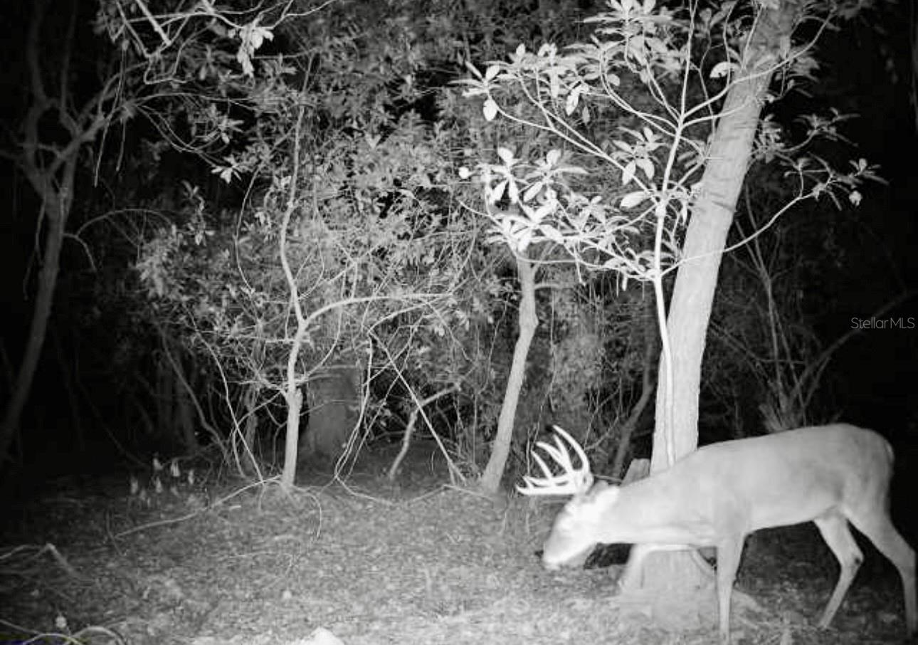 Image 52 of 56 For 4125 Tiger Creek Trl