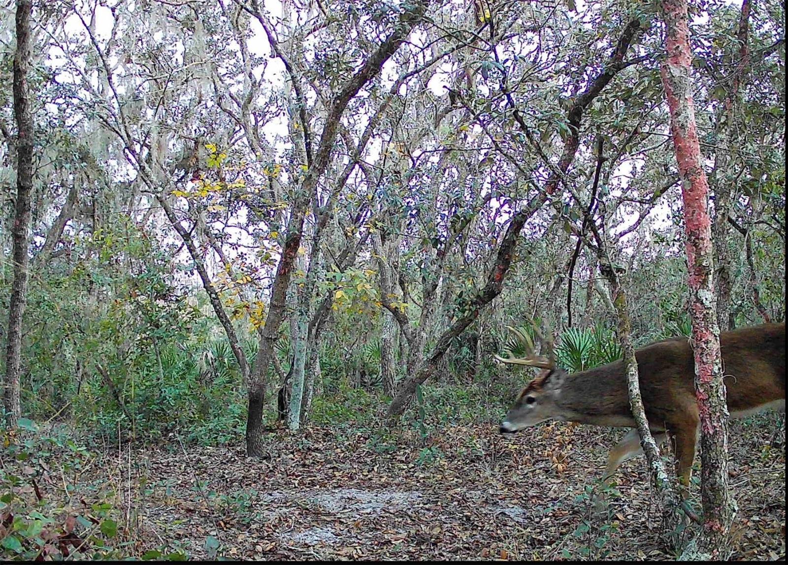 Image 53 of 56 For 4125 Tiger Creek Trl