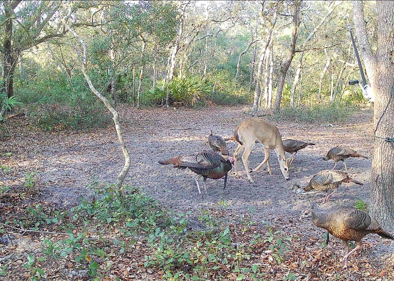 Image 54 of 56 For 4125 Tiger Creek Trl