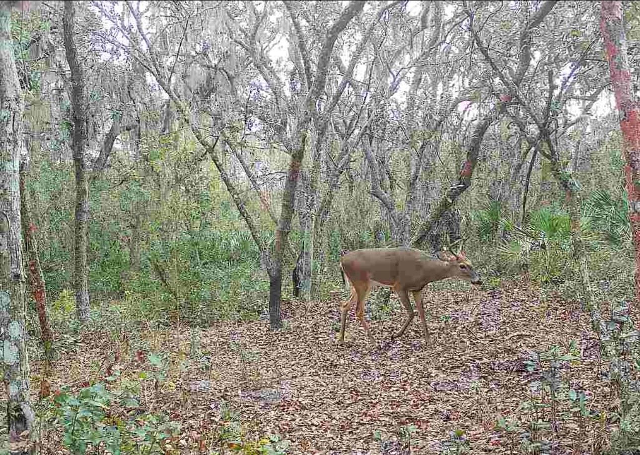 Image 62 of 63 For 4125 Tiger Creek Trl