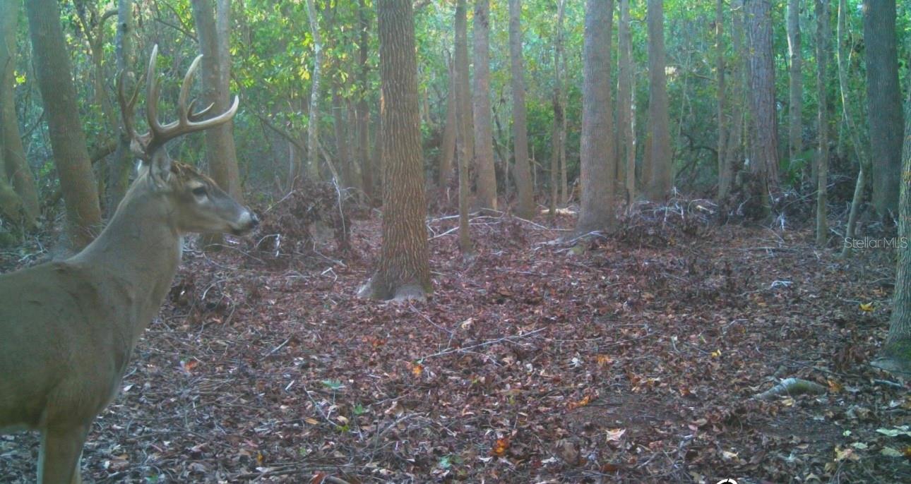 Image 63 of 63 For 4125 Tiger Creek Trl