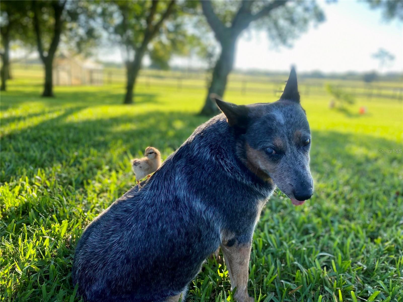 Image 57 of 62 For 3046 Bowden Road