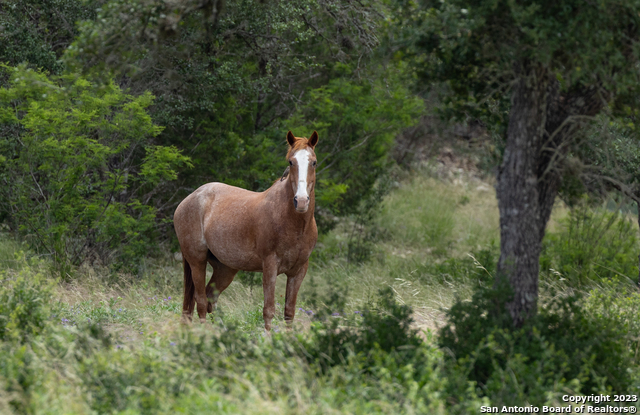 Image 98 of 107 For County Road 415 Pr 2780