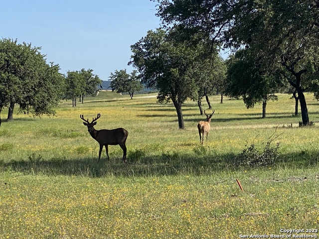 Image 34 of 39 For Lot 43 Blackbuck Trail