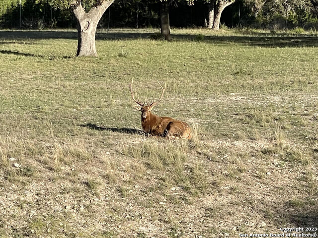 Image 9 of 10 For Lot 54 Blackbuck Trail