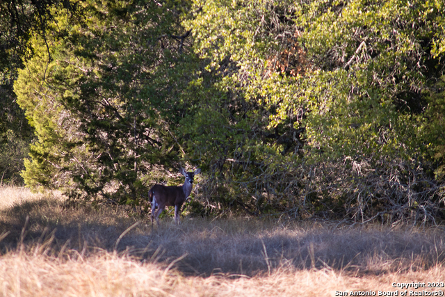 Image 6 of 68 For 1491 Cypress Cove Rd