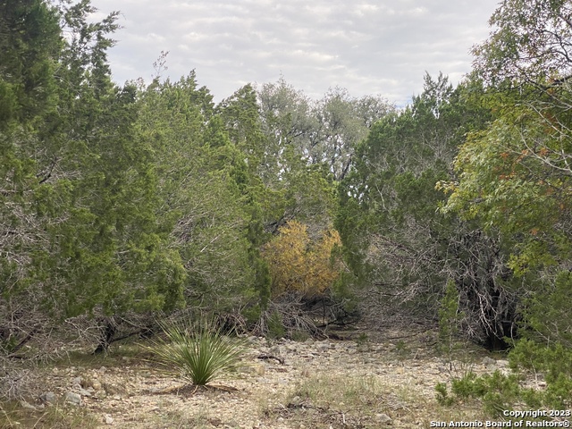 Image 11 of 25 For 000 Frio Canyon Loop