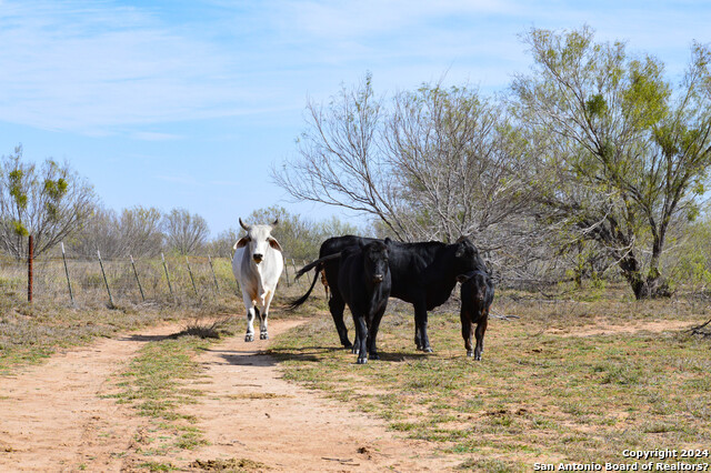 Listing photo id 6 for 9149 Us Highway 83 N