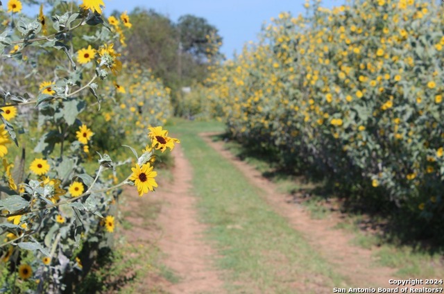 Details for Lot 6 Wisteria Lane, Smiley, TX 78159