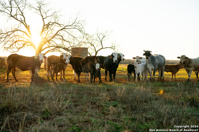 Details for 0004 County Road 300, Jourdanton, TX 78026