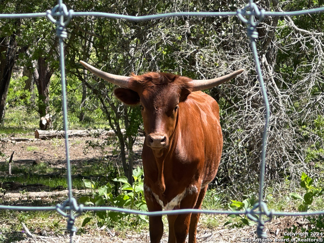 Image 11 of 28 For Lot 59 Red Stag