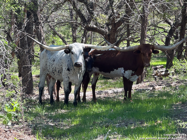 Image 12 of 28 For Lot 59 Red Stag