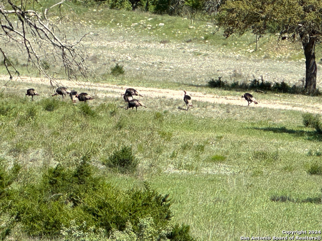 Image 9 of 28 For Lot 59 Red Stag