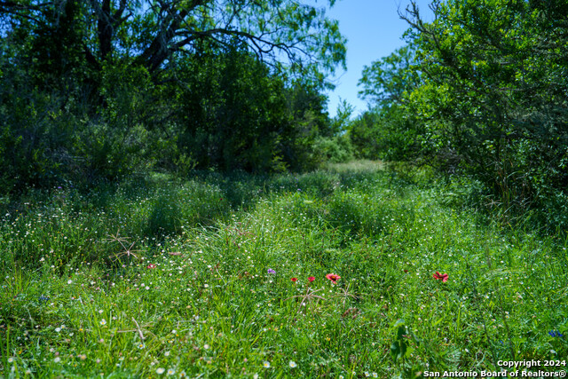 Image 14 of 35 For 48.25 Acres County Road 114