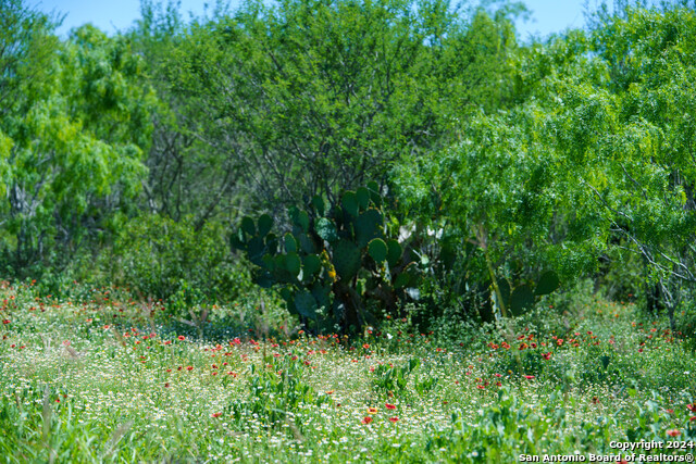 Image 28 of 35 For 48.25 Acres County Road 114