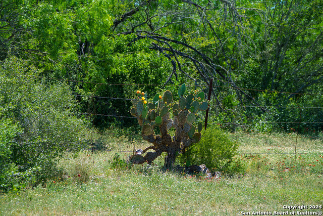 Image 32 of 35 For 48.25 Acres County Road 114