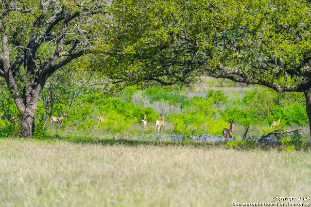 Image 32 of 40 For 0 Paleface Ranch Road