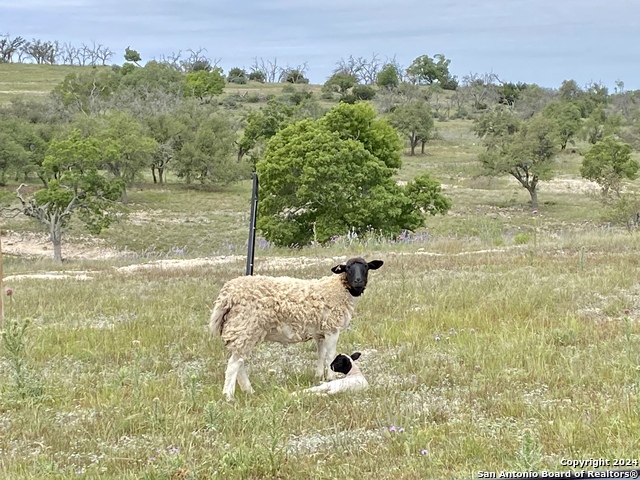 Details for 4552 Reeh Rd Lot 25, Fredericksburg, TX 78624