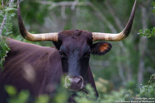 Listing photo id 28 for 10801 County Road 116