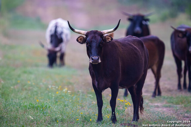 Listing photo id 29 for 10801 County Road 116