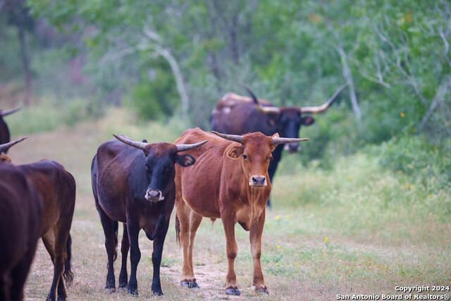 Listing photo id 30 for 10801 County Road 116