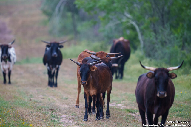 Listing photo id 31 for 10801 County Road 116