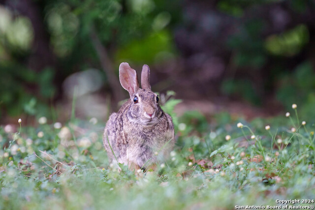 Listing photo id 35 for 10801 County Road 116