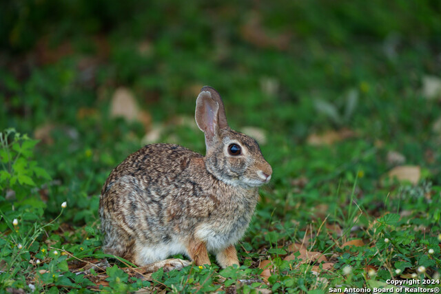 Listing photo id 36 for 10801 County Road 116