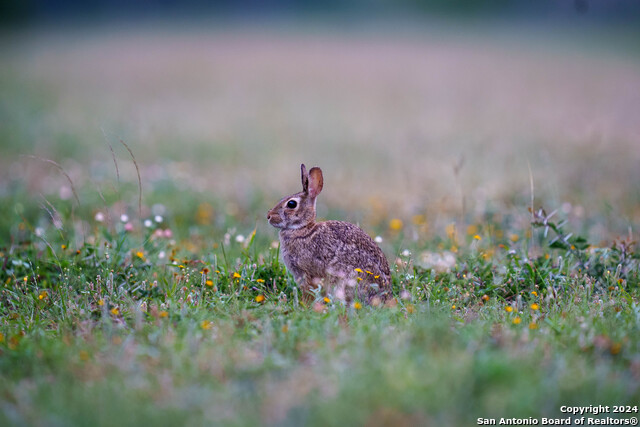 Listing photo id 37 for 10801 County Road 116