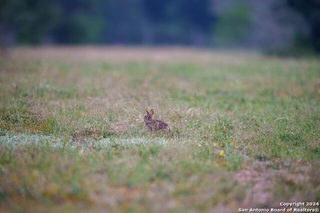 Listing photo id 38 for 10801 County Road 116