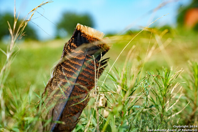 Listing photo id 46 for 10801 County Road 116