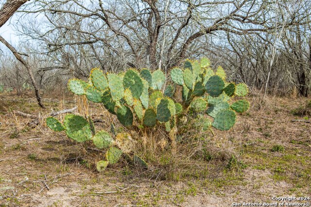 Listing photo id 6 for 8684 Mineral Cemetery Rd