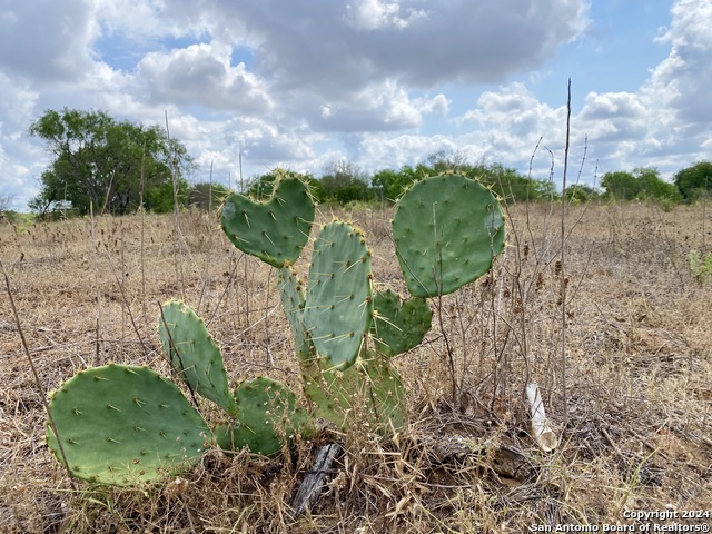 Image 8 of 12 For Tbd Cr 221  