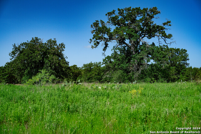 Listing photo id 19 for Tract 2 10+-- Acres County Road 426