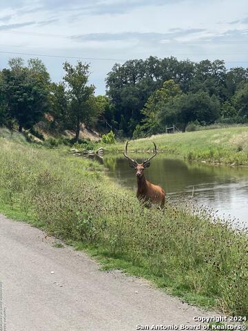 Image 35 of 35 For 79 Red Stag Lane