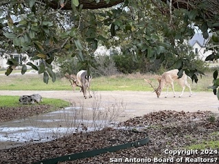 Image 46 of 59 For 268 San Marcos Trail