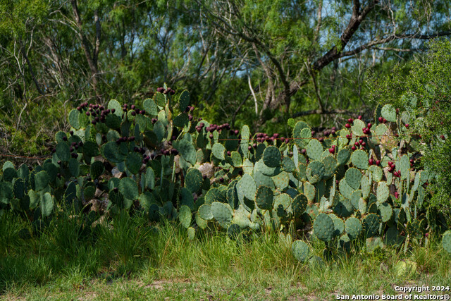 Listing photo id 5 for 000 County Road 241