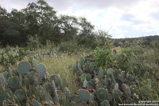 Image 7 of 19 For 0 Pr 2491 Hwy 173 S