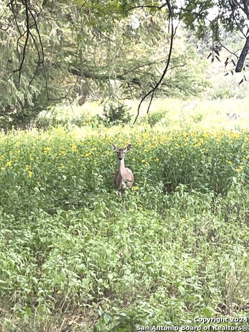 Image 16 of 30 For 143 Taff  