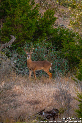 Listing photo id 7 for Tbd-100 Mt Gainor Rd