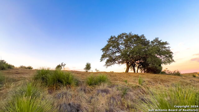 Image 9 of 11 For 512 Gray Fox