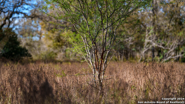 Image 18 of 23 For 000 Old Seguin Luling Rd