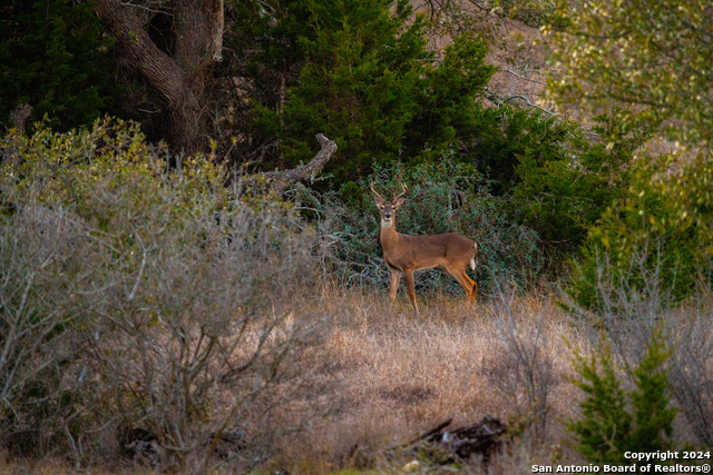 Listing photo id 8 for Tbd-50 Mt Sharp Rd