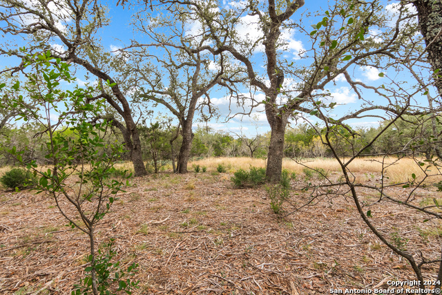 Image 10 of 21 For 00 Antler Forest