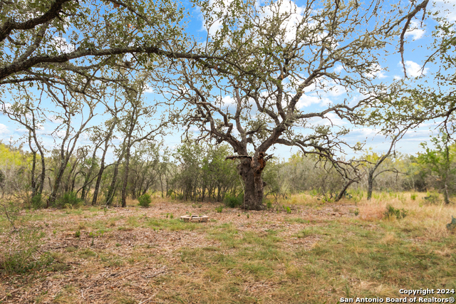 Image 11 of 21 For 00 Antler Forest