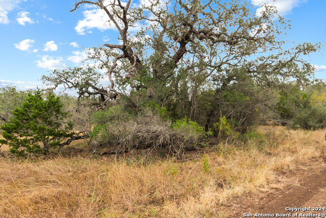 Image 12 of 21 For 00 Antler Forest